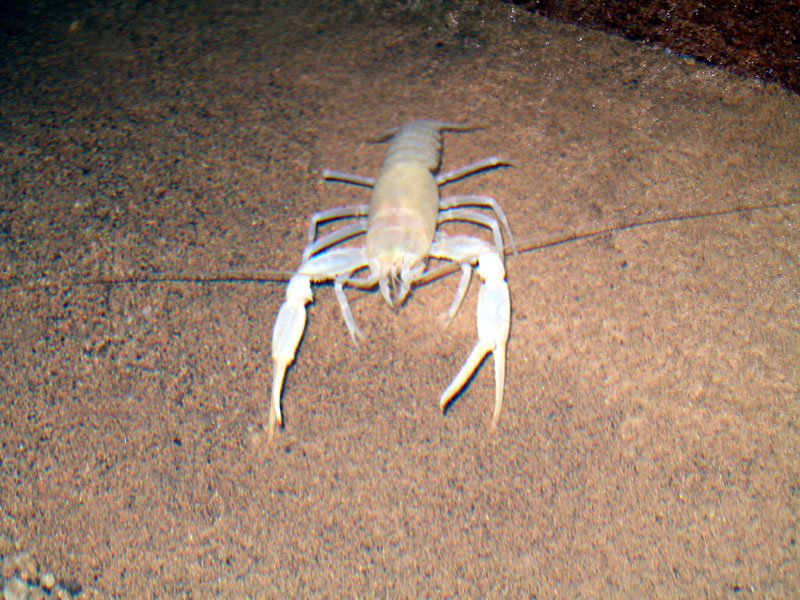 EC-DS-BR-Crayfish1 3inches